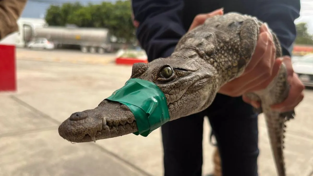 ¡Sorpresa en el Lago de Guadalupe! Capturan cocodrilo de 80 centímetros en Cuautitlán Izcalli