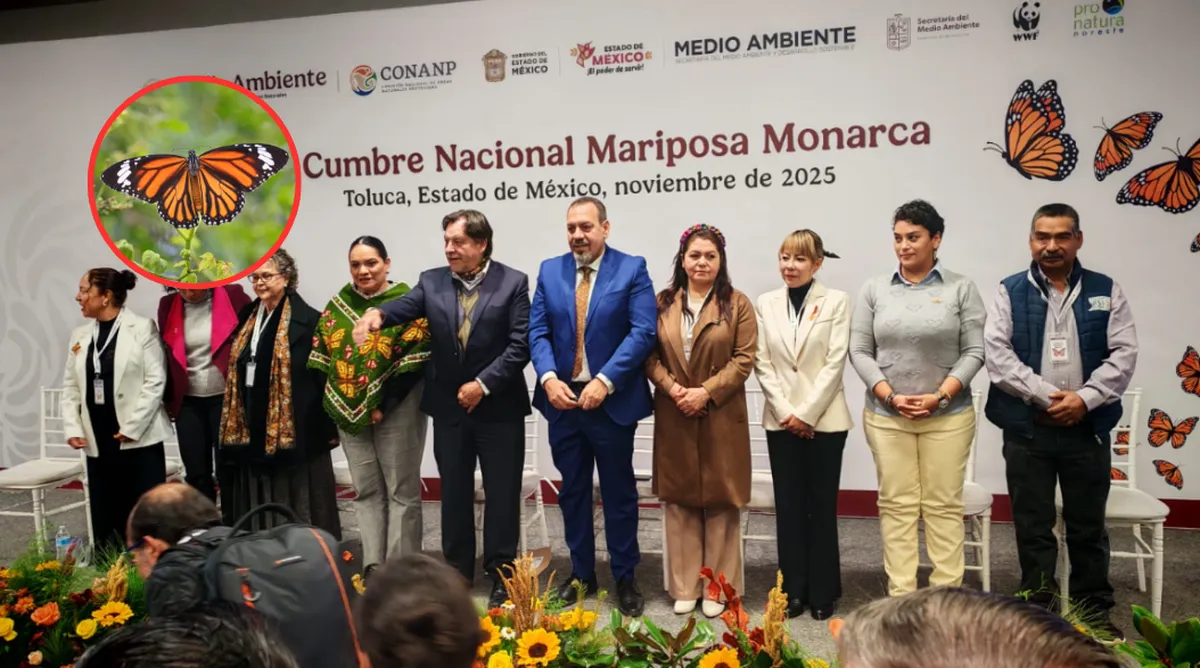 WWF alerta sobre declive migratorio de la mariposa monarca por herbicidas y cambio climático