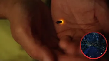 Investigadores descubren nueva especie de luciérnaga en Amecameca