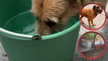 Perros son rescatados tras 10 años de cuidar predio baldío en Edomex