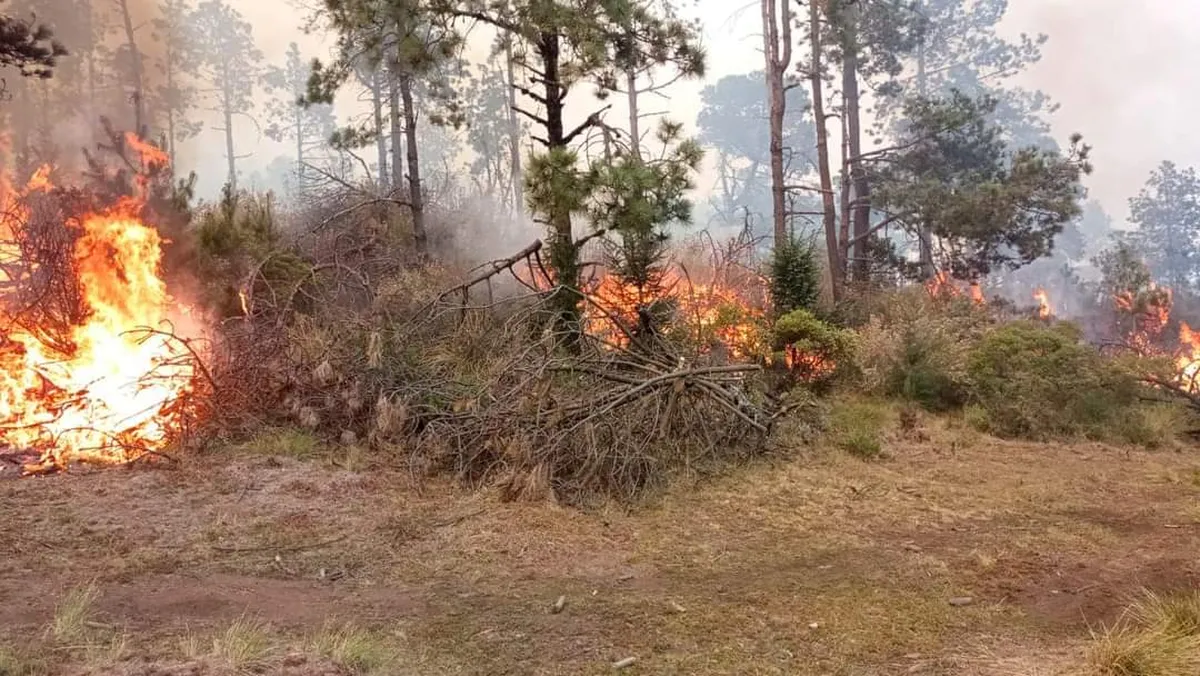 Evacúan a familias y animales por incendio en Jilotzingo