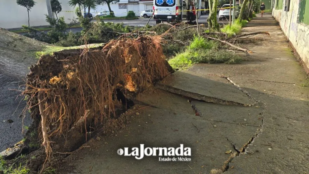 Árbol cae y provoca cierres viales en Colonia Universidad, Toluca