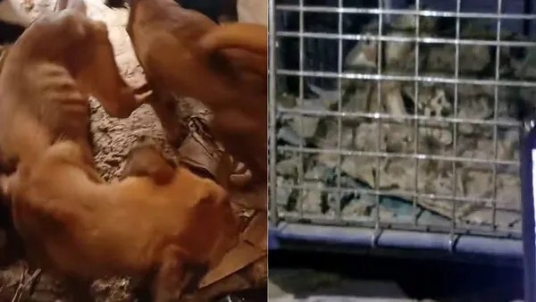 Ciudadanos de Jardines de Atizapán piden castigo para vecina por maltrato animal