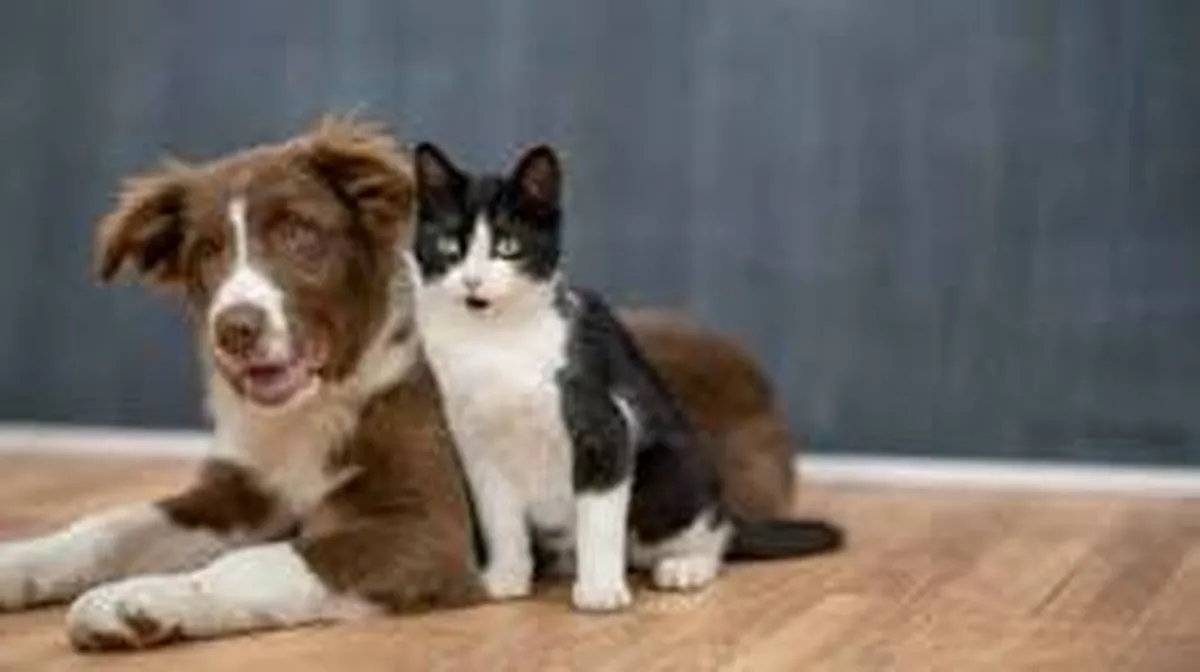Toluca: Campaña de esterilización y vacunación gratuita para perros y gatos