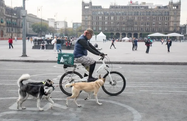 Edomex: Humanos contagian más virus a animales que ellos a nosotros