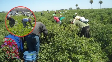 Pesticidas, diabetes y depresión: La crisis sanitaria que consume a los migrantes agrícolas