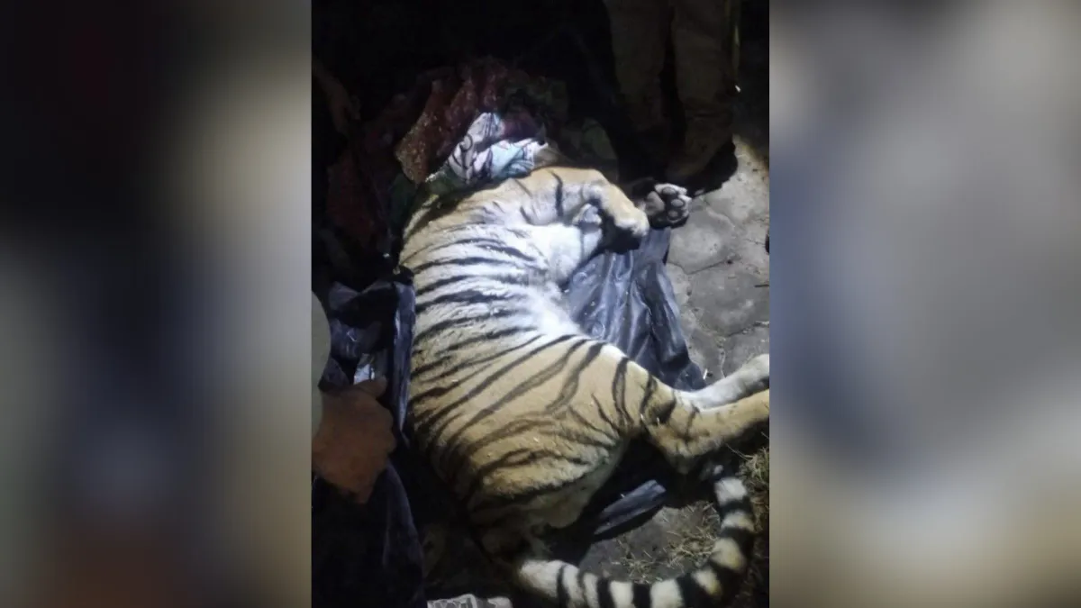 Tigre de bengala es rescatado en Cuautitlán Izcalli