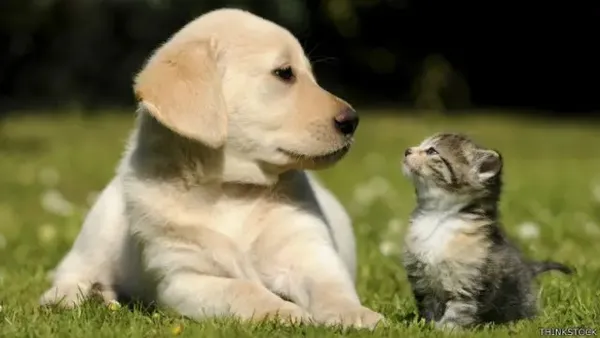 La Ciudad de México es una de las primeras entidades del país en reconocer jurídicamente el derecho de las mascotas.