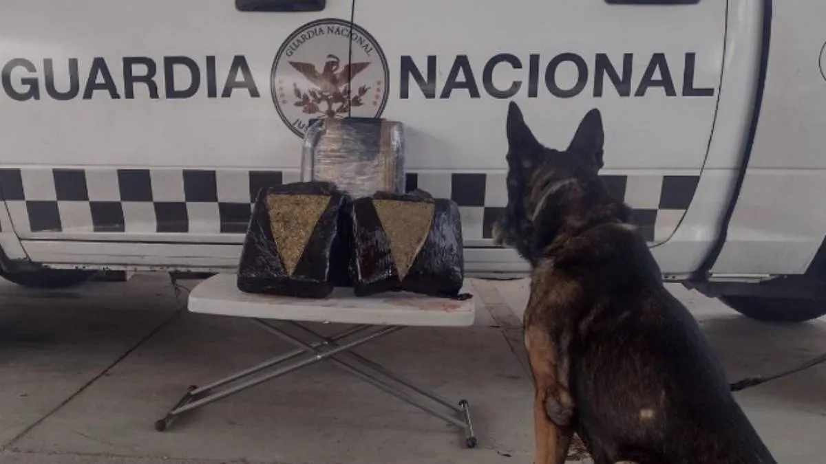Perro de la Guardia Nacional detecta paquetes de marihuana en el Aeropuerto Internacional de Toluca