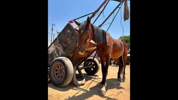 Se recuperan caballos rescatados de la sobreexplotación