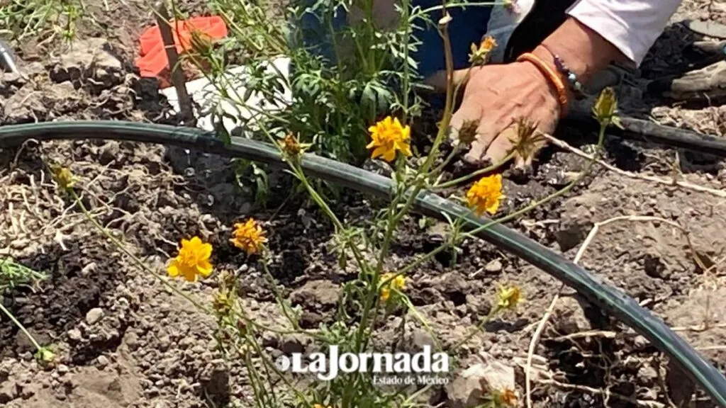 Nezahualcóyotl: Crean primer “Bosque de bolsillo”
