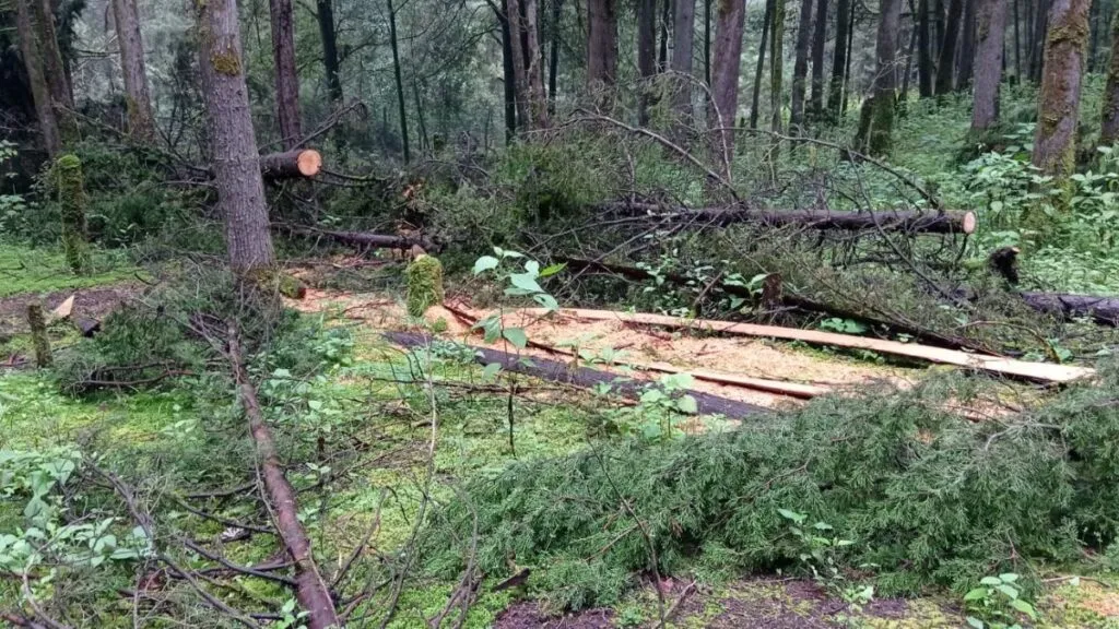 Tala clandestina prevalece en Atlautla; autoridades no han realizado operativos para frenar el delito: habitantes