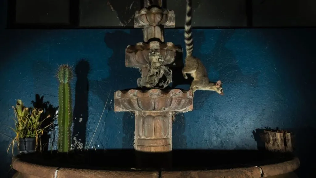 Animales silvestres en Toluca no son un peligro, asegura especialista