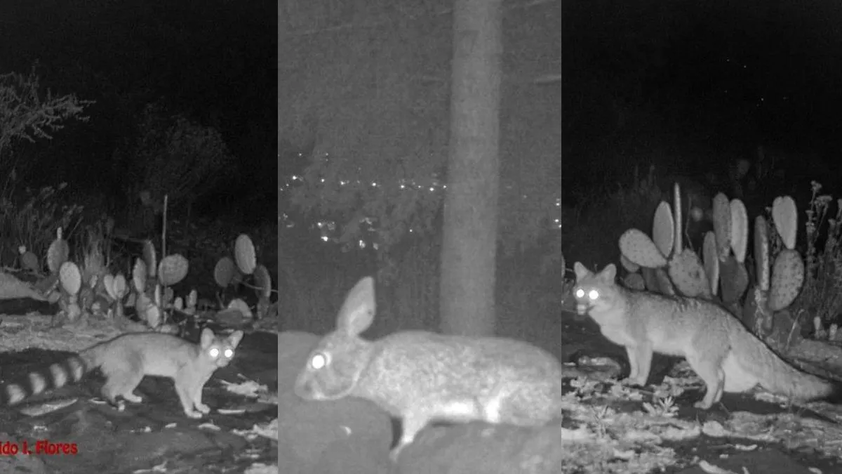 Fauna silvestre nativa del Edomex se hace presente en el cerro de la UAEMéx