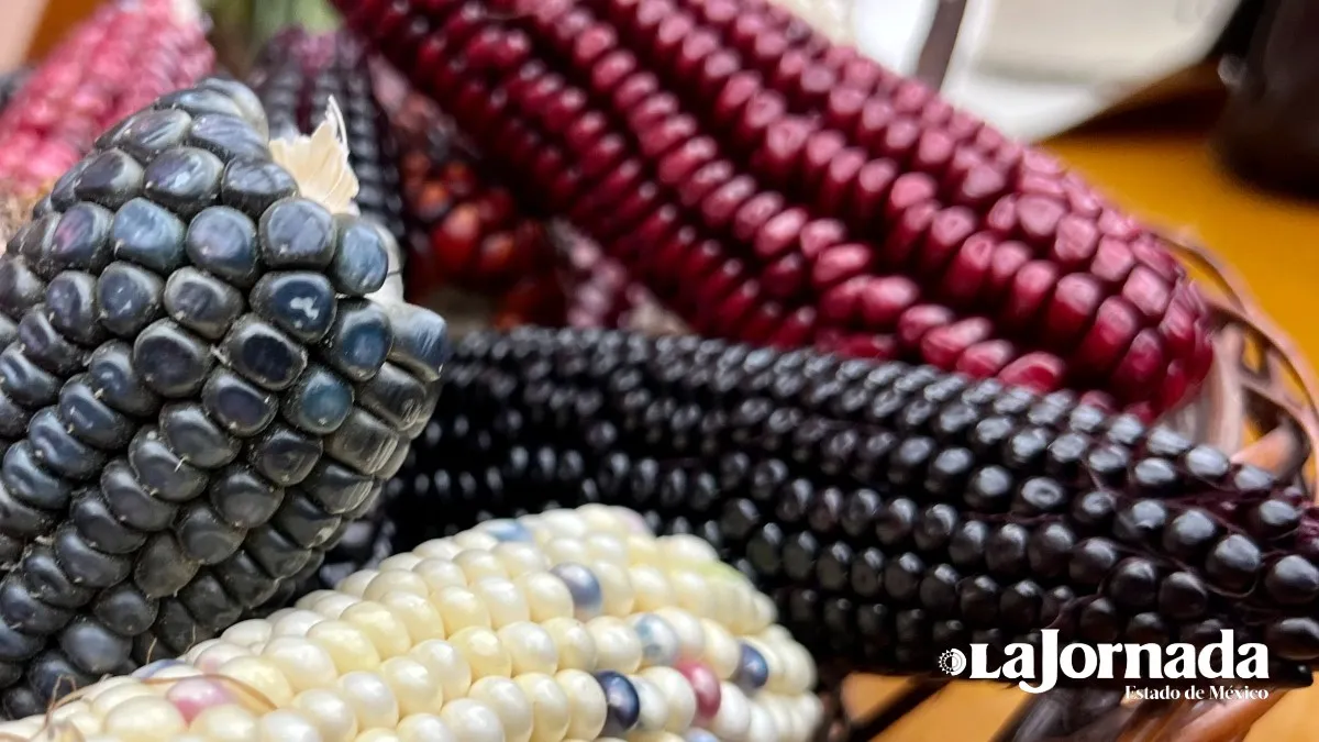 Legislatura local aprueba ley para proteger el maíz nativo de Edomex