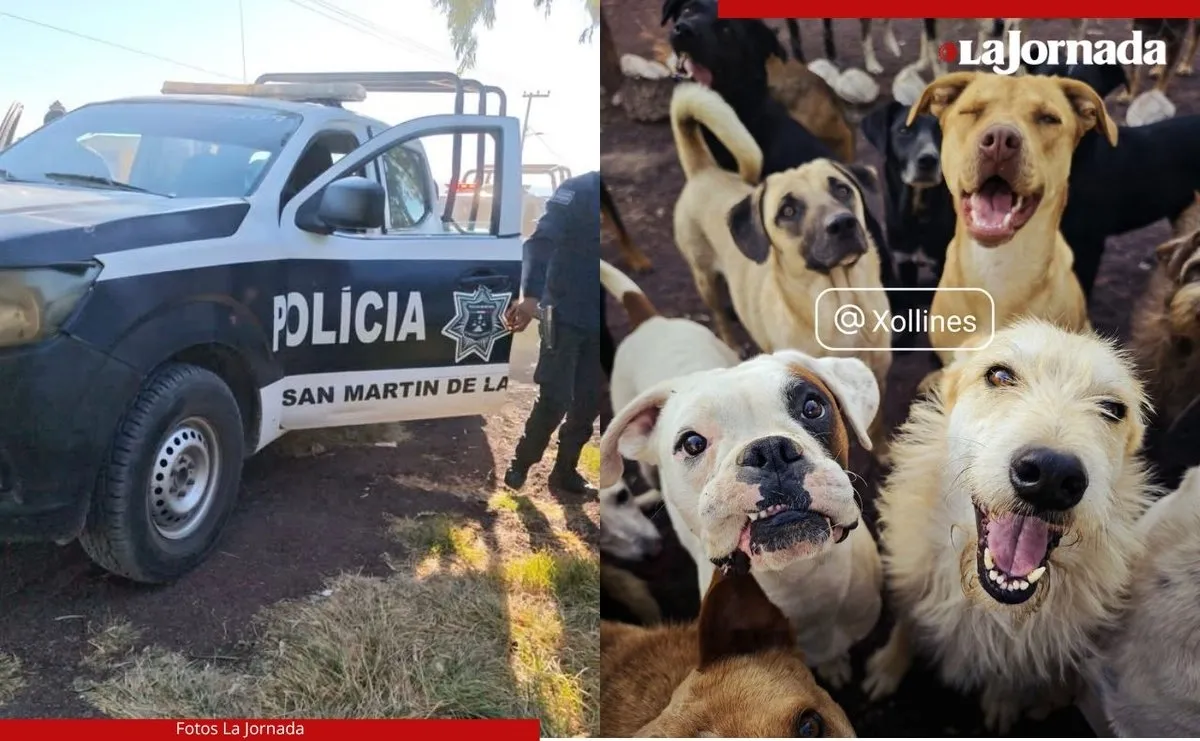 Disparan contra refugio canino “Xollin” en el Edomex; hay un perro herido