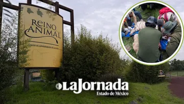 Trasladan a “Kenzo” a Reino Animal tras su captura en Tepetlaoxtoc