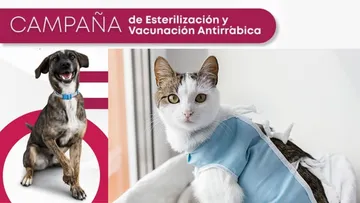 Toluca prepara campaña de esterilización gratuita este viernes. Descubre en qué parte
