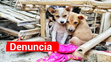 Denuncias por maltrato animal en Edomex: Cómo hacerlas paso a paso y requisitos