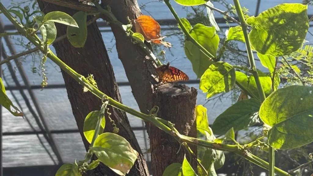 Mariposario del Parque Ehécatl: Horarios y costos para visitar en vacaciones