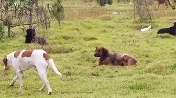 Calputitlán, San Juan Tilapa y Santiago Tlacotepec con mayor presencia de animales ferales