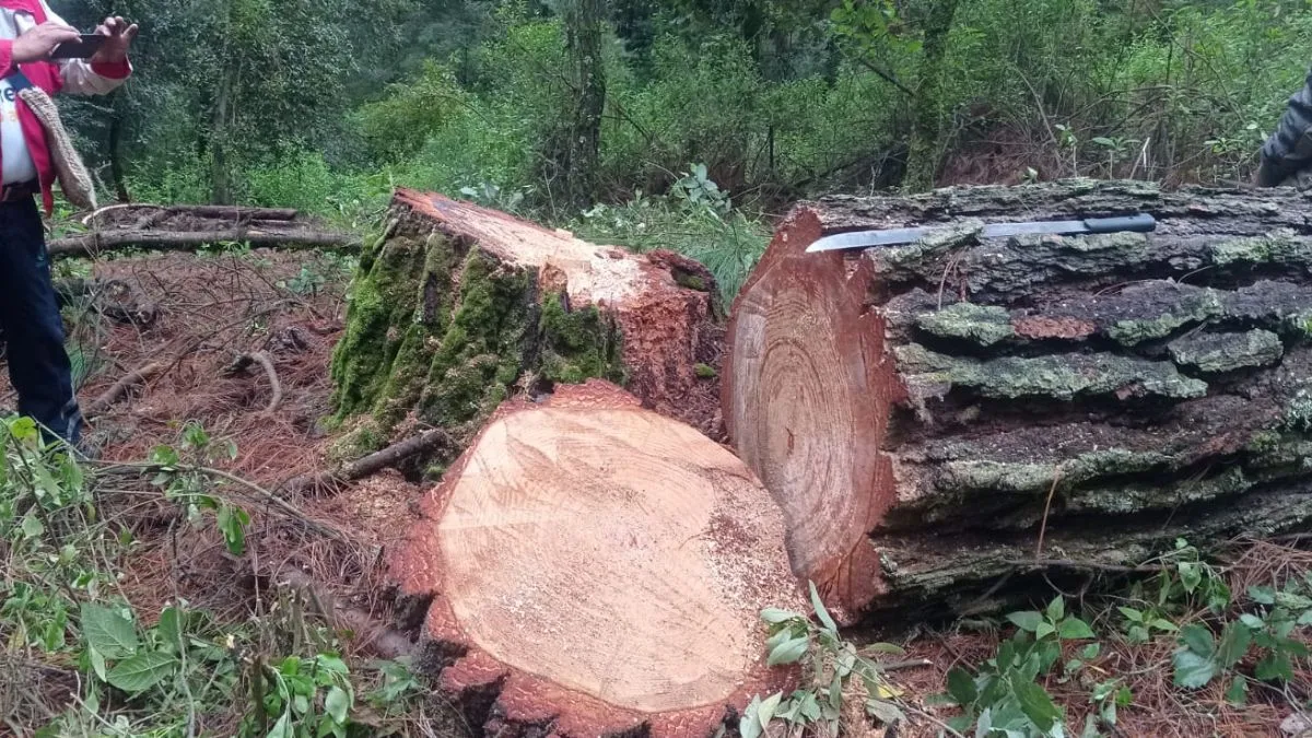 Tala clandestina prevalece en Atlautla; autoridades no han realizado operativos para frenar el delito: habitantes