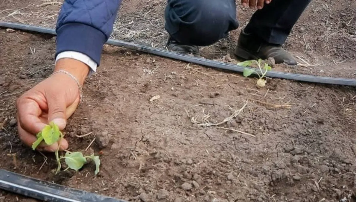 UAEMéx evalúa adaptación del maíz criollo pozolero michoacano en Zumpango