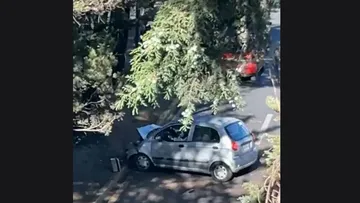 Hombre pierde la vida al estrellas su auto contra árboles sobre Tollocan