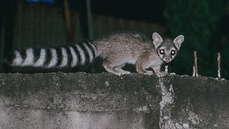 ¡Ternurita! Aumenta en Toluca presencia del Cacomixtle