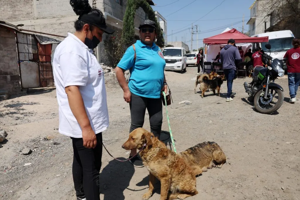 Alianza por los que no tienen voz: Chimalhuacán y La Paz esterilizan a animales en situación de calle