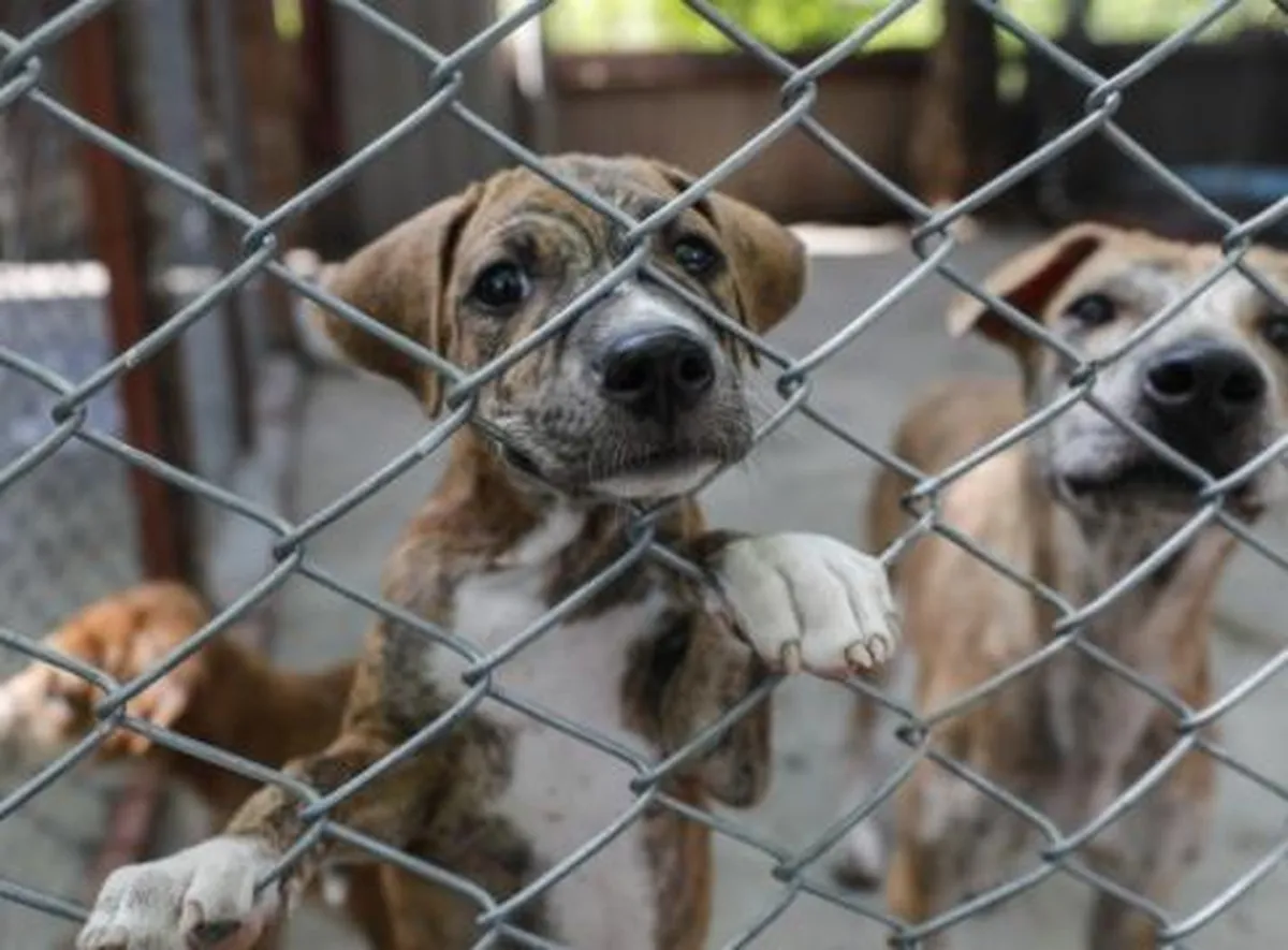 Endurecerán sanciones contra el maltrato animal en Edomex