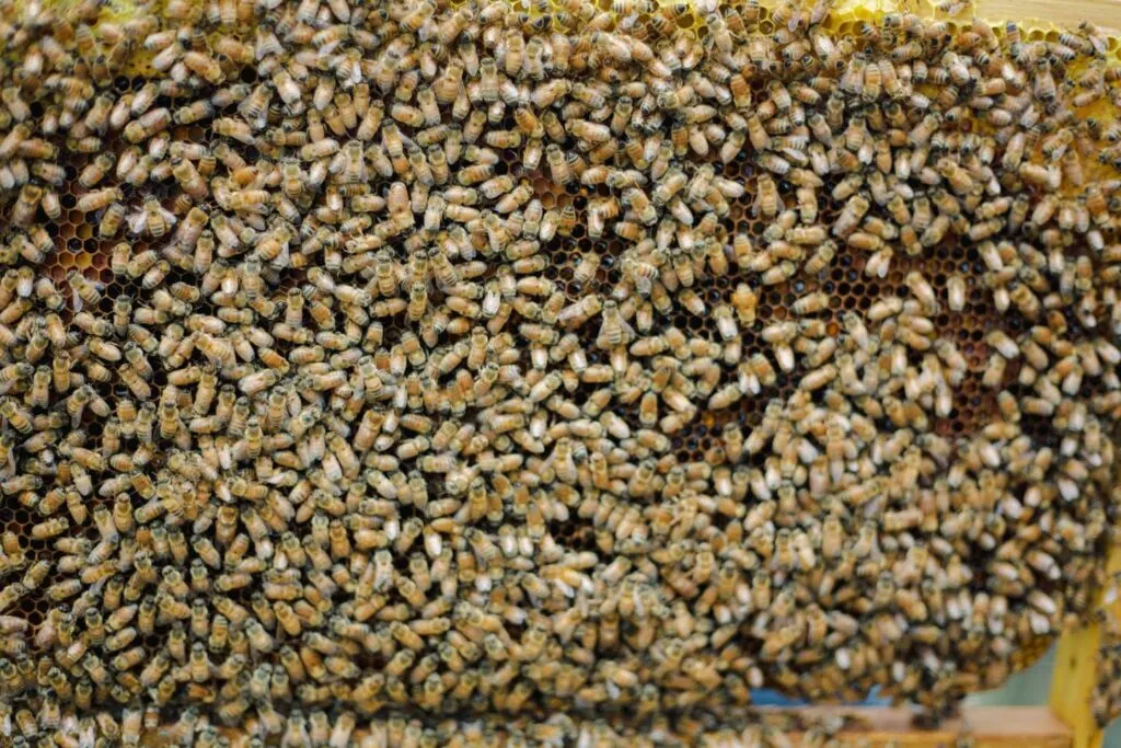 Perfil: Karina y Noé, los apicultores de Texcoco que persiguen la floración para salvar abejas