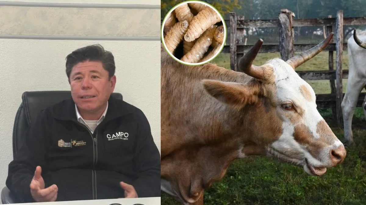 SeCampo Edomex despliega brigadas y trampas para proteger la ganadería del gusano barrenador