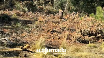 Edomex: Defiende SS operativos para combatir a talamontes clandestinos