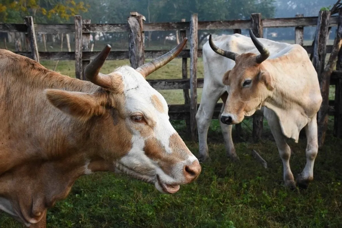 Registran primer caso de gusano barrenador en Edomex