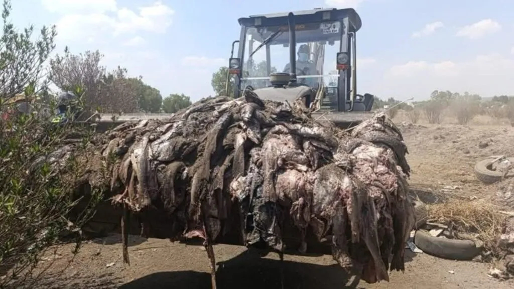 Tecámac: Arrojan 20 toneladas de pescado al aire libre