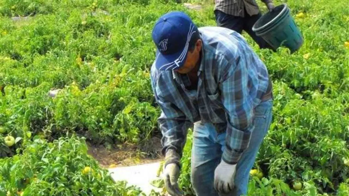 Buscan ampliar Programa de Trabajadores Agrícolas Temporales en Edomex