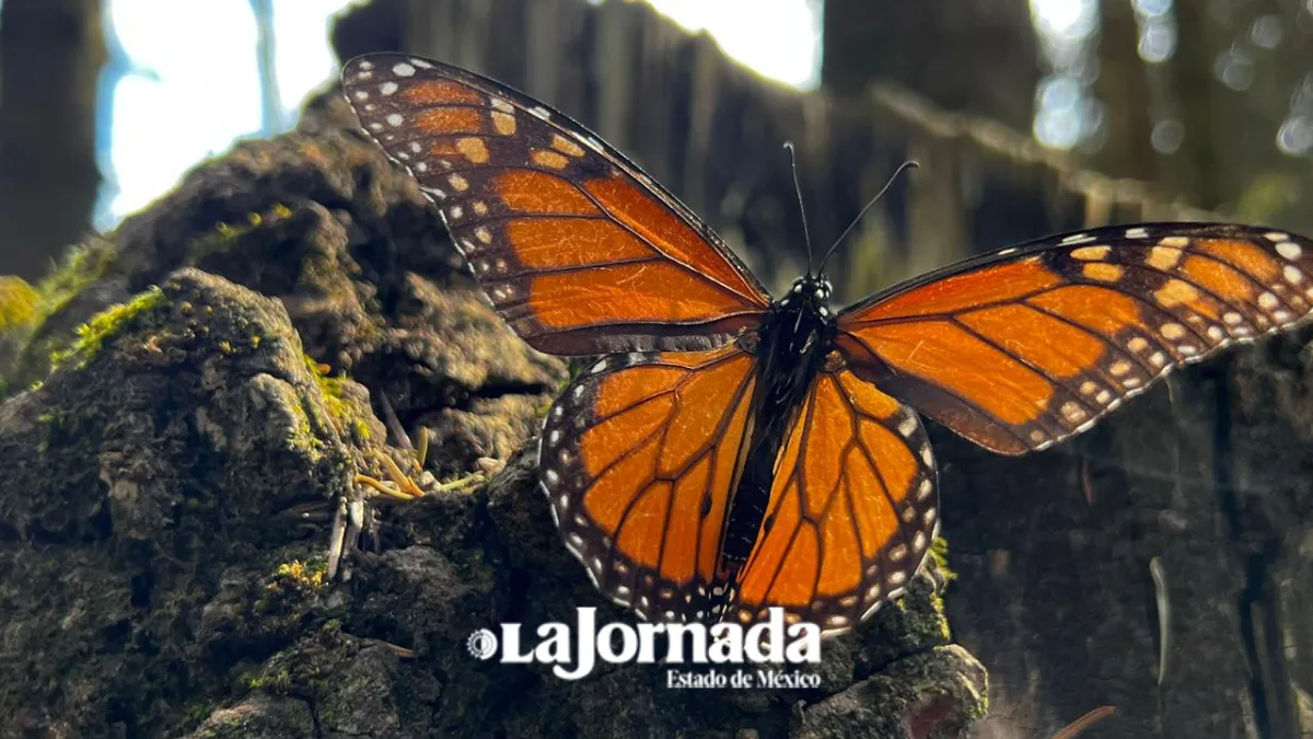 Edomex reconoce como reservas estatales sitios de hibernación de la monarca