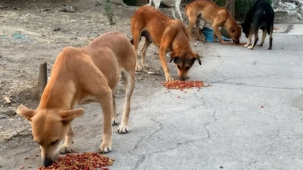 Activistas y vecinos arman jornada de esterilización canina en Ixtapaluca
