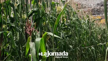 Maíz en Edomex registra menos afectaciones en cultivos que en 2024 y 2025