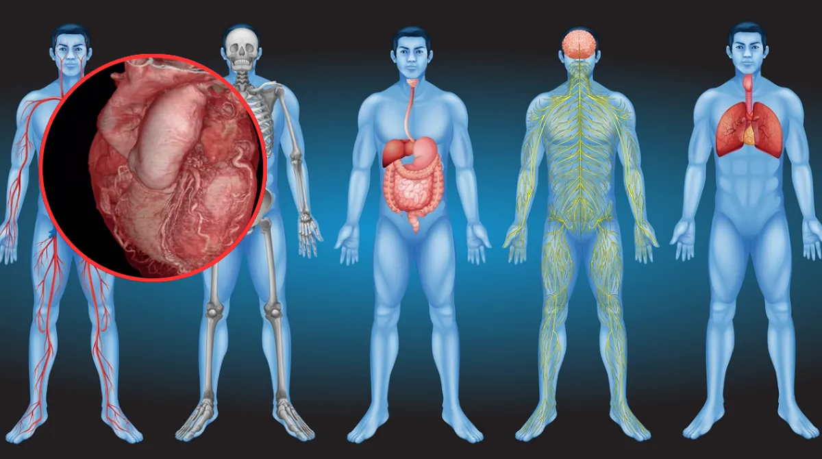 “Google Earth” del cuerpo humano: Lanzan el Atlas de Órganos 3D para explorar células en tiempo real