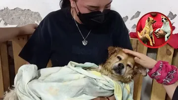 Campaña permanente de esterilización semanal en calles de Neza