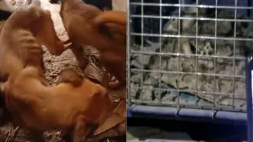Ciudadanos de Jardines de Atizapán piden castigo para vecina por maltrato animal