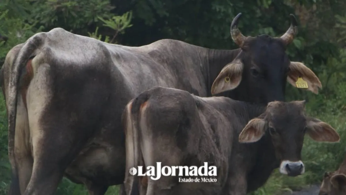 Ganaderos plantean programa de vacunación ante incremento de barrenador