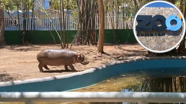 ¡Bienvenidos al Zoo Culiacán! Familias dan la bienvenida a la nueva pareja de hipopótamos