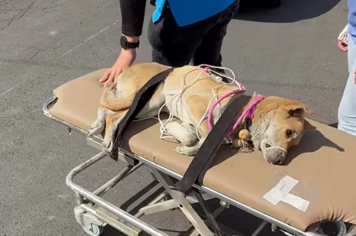 No para el maltrato animal en Edomex