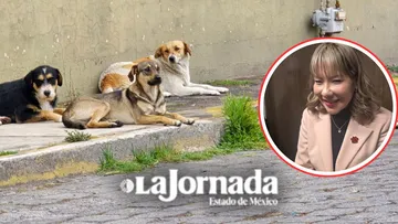 Legislativo Edomex instala Comisión Especial para el Cuidado y Bienestar Animal
