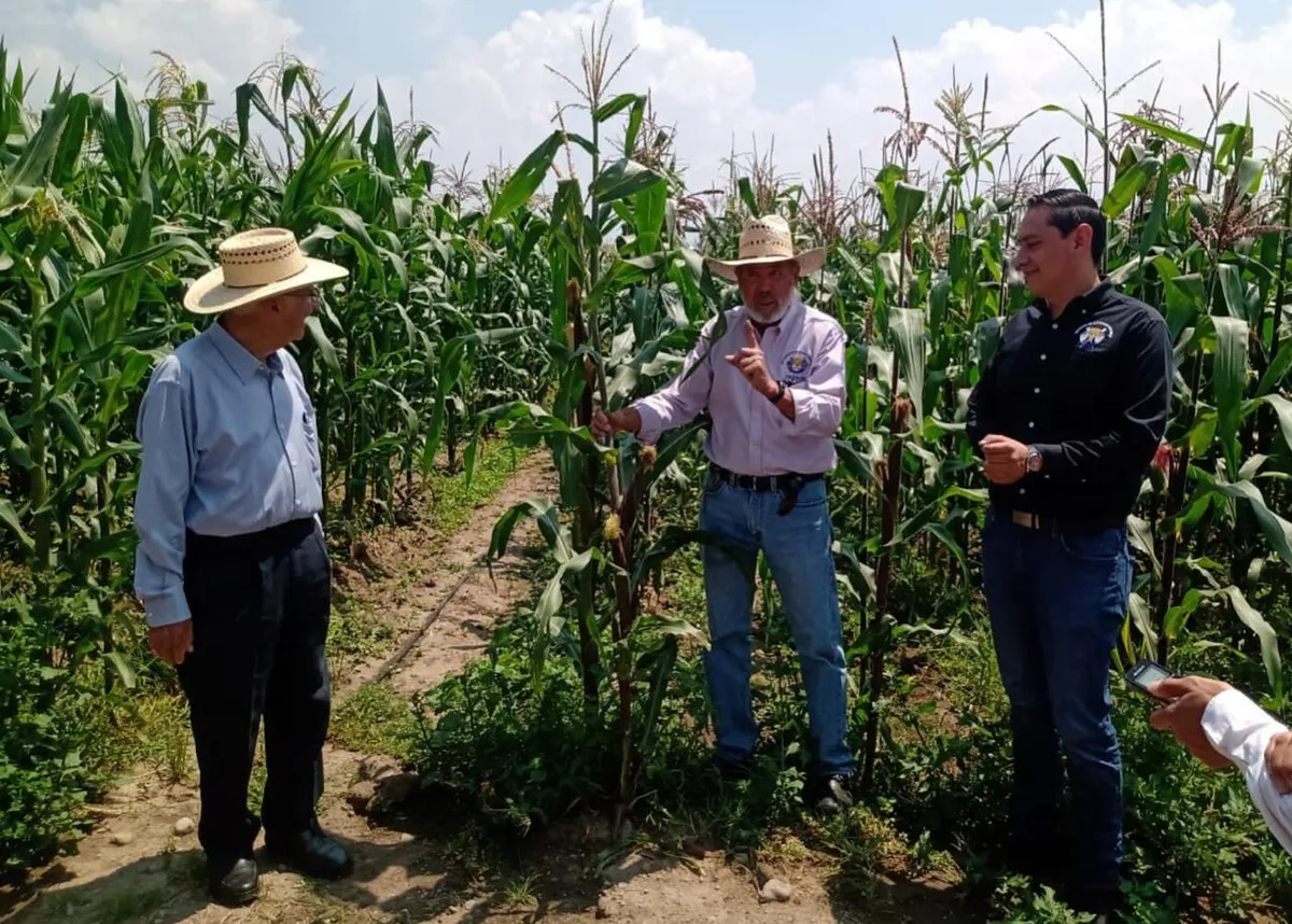 Chapingo genera nuevas semillas híbridas de maíz