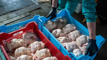 Pollo localizado en bodegas de Toluca, no era apto para consumirse