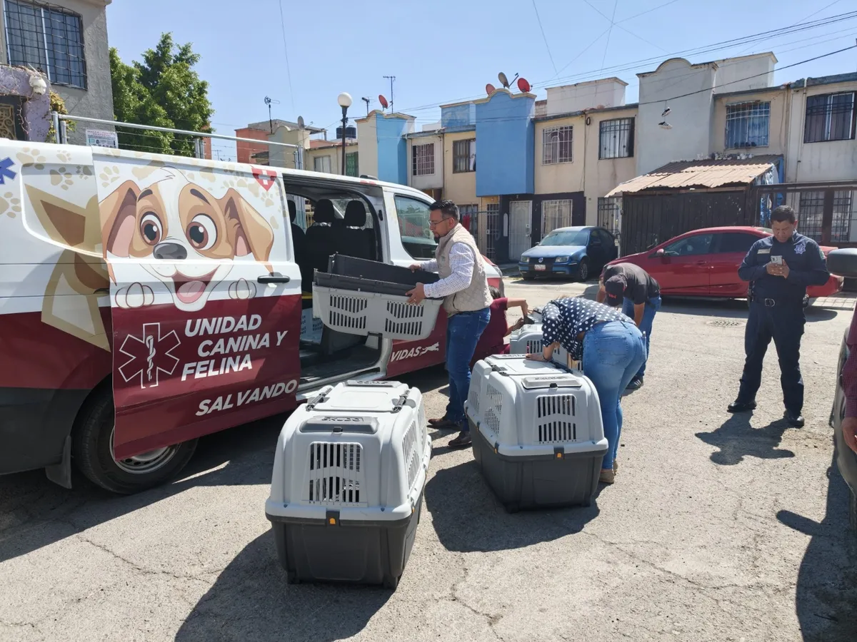 Rescatan a 12 perros en Acolman, serán dados en adopción